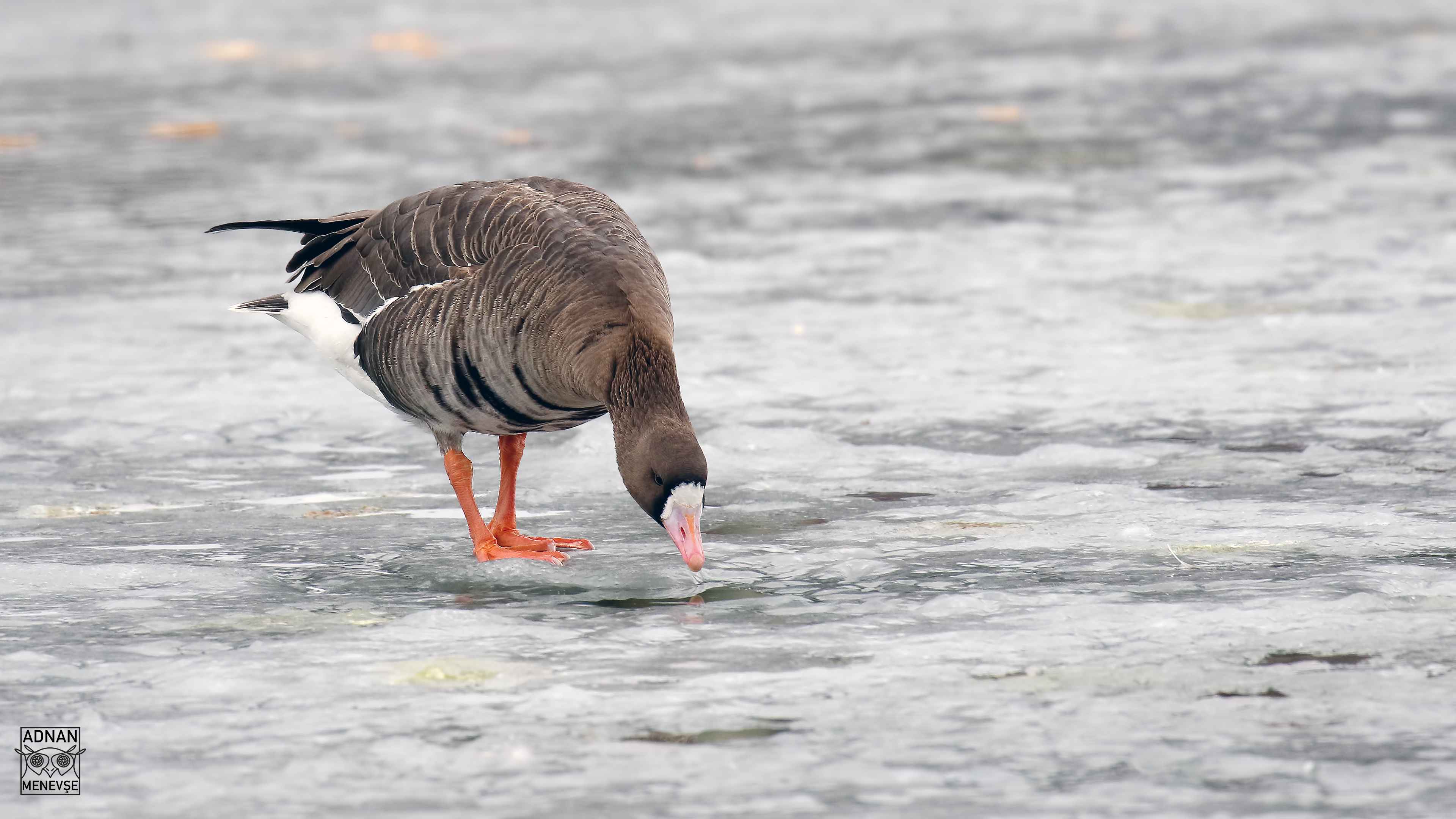 Greater White-fronted Goose